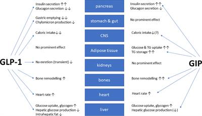 Frontiers | Clinical Perspectives On The Use Of The GIP/GLP-1 Receptor ...